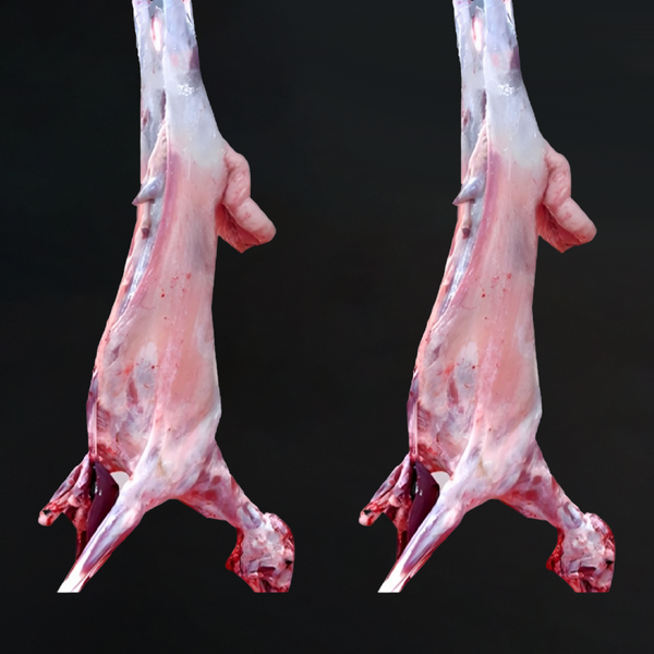 خروف عربي 3_4اشهر 14_16