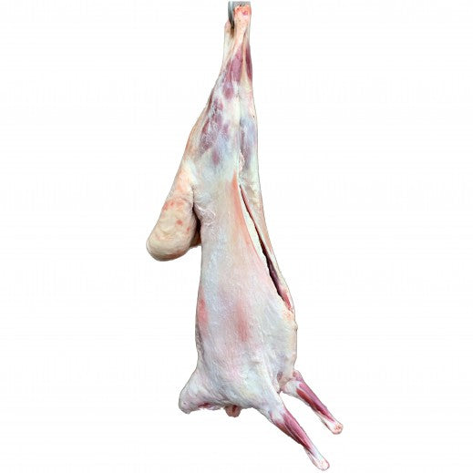 خروف سوري مبرد 12_14