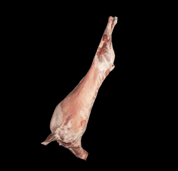 15_18خروف استرالي 5-6 أشهر